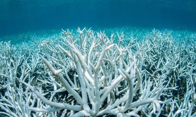 Great Barrier Reef flagged as ‘in danger’ world heritage site. What does this mean?