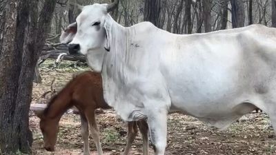 Orphaned brumby foal adopts Brahman cow as its mother on Mount Garnet cattle station
