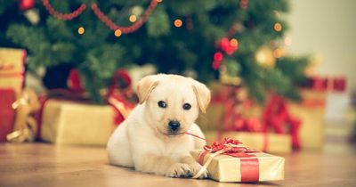 Dog-friendly Christmassy places to visit in Bristol this festive season