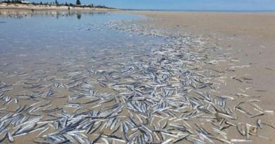 Hundreds of dead fish wash up on Adelaide beach sparking mystery for locals