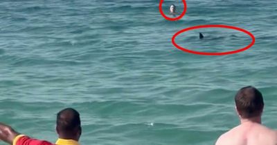 Shark circles two swimmers cutting them off from Dubai beach in terrifying footage