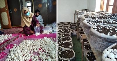 J&K: Women In Baramulla Getting Empowered By Mushroom Cultivation