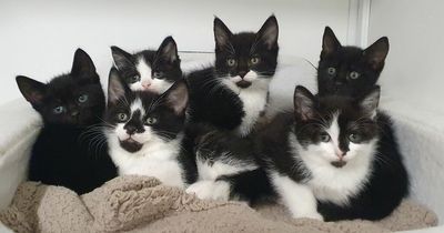 Tragedy after cat and seven kittens dumped in air-tight plastic container and left for dead in Manchester park
