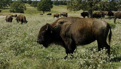 Bison’s relocation to Native lands reviving spiritual bonds