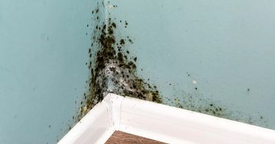 Dad shares little-known device that's a 'game changer' for getting rid of damp and mould for good