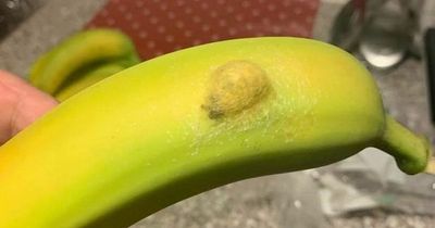 Waitrose shopper horrified as hundreds of spiders burst out of banana