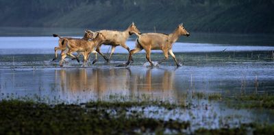 Is China ready to lead on protecting nature? At the upcoming UN biodiversity conference, it will preside and set the tone