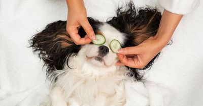 Kimpton Blythswood Square unveils new doggy spa days