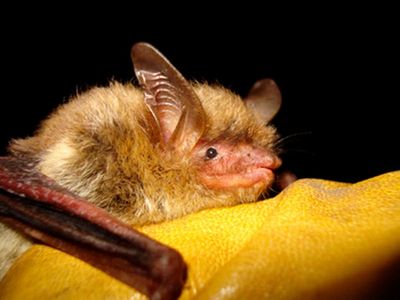 US bat species devastated by fungus now listed as endangered