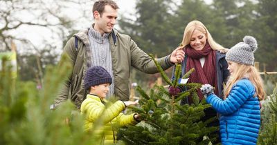 Cheapest place to buy a real Christmas tree 2022 - from Aldi to Ikea and B&Q