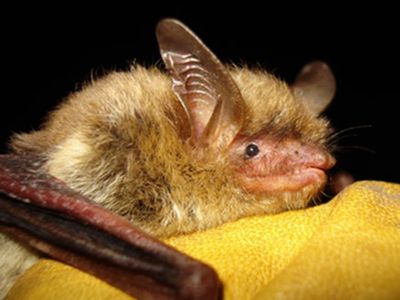 Northern long-eared bat, devastated by a fungus, is now listed as endangered