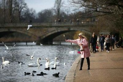 More than 40 birds found dead in London parks as avian flu cases top 250 amid outbreak