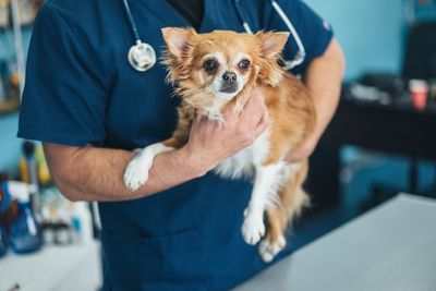 Vet made records of fake pets to scam insurers out of thousands