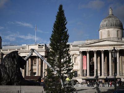 Trafalgar Square Christmas tree gets branch transplant: where is it from and when will it be lit?