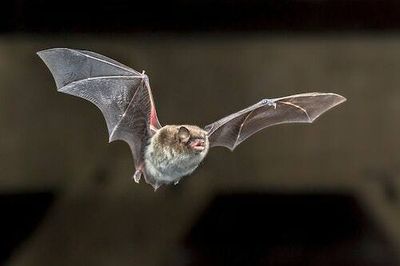 Bats growl like death metal singers and scientists finally know why