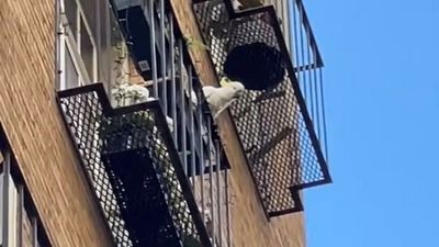 Cockatoo caught on video dropping pot plants from Melbourne apartment, council warns residents
