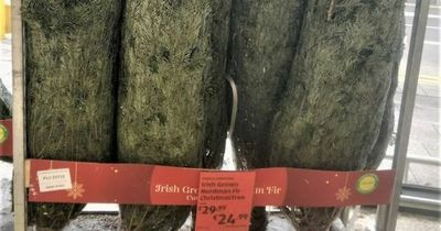 'I bought a real Christmas tree in Aldi for €25 and this is what it looks like'