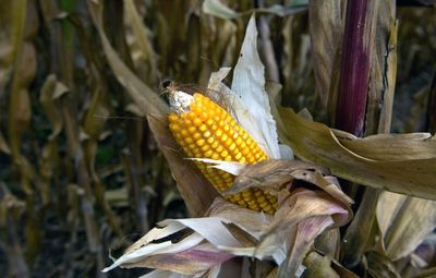 Mexico dismisses US plea to reverse GM corn ban