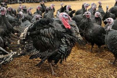 Consumers warned of ‘big, big’ shortage of British free range turkeys this Christmas