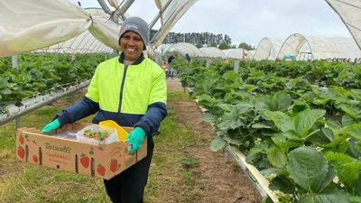 New app to monitor fruit pickers following changes to minimum wage legislation