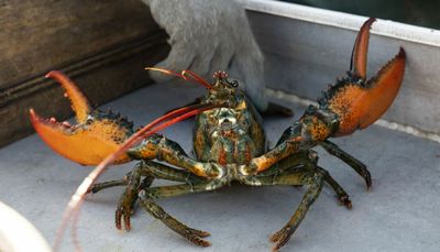 Whole Foods to stop buying Maine lobster, pleasing sustainability groups, angering the industry