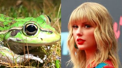 Can Taylor Swift be toppled by an album of 'haunting' extinct frog calls on the ARIA charts?