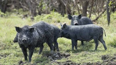 Putting wild boar on the menu could put a dent in feral pig population, game meat industry says