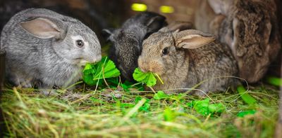 Curious Kids: What would happen if all animals on Earth were herbivores?