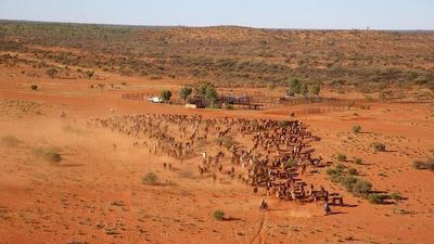 Kimberley pastoralists first in line for government land degradation overhaul