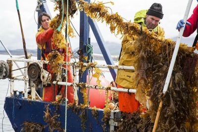 Fresh funds set to kickstart revival of Scottish seaweed trade