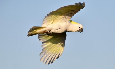 ‘A bit horrifying’: the Melbourne cockatoo dropping pot plants from four storeys up