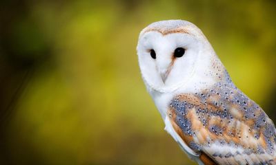 Country diary: Barn owls make the best listeners