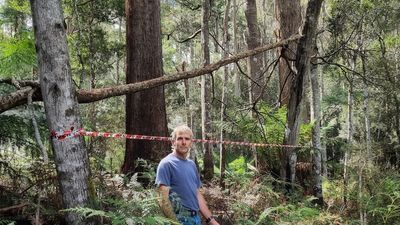Tasmanian farmer wages battle over logging plan, fearing swift parrot habitat loss