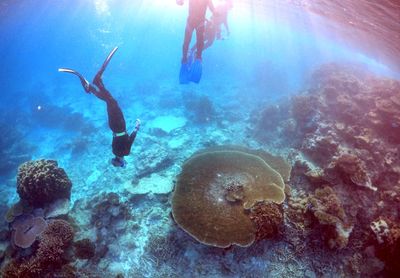 Australia’s Great Barrier Reef should be on ‘in danger’ list: UN