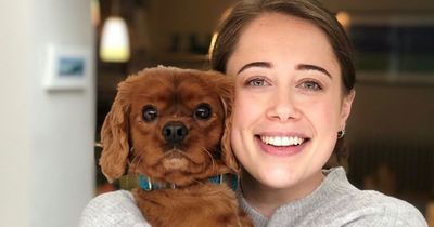 Dog chalked up £2,600 vets bill for op after eating 44 hairbands