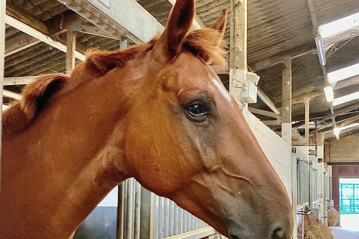 Police horse dies months after suffering serious…