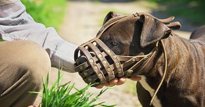 Full list of Ireland’s restricted dog breeds after young boy suffers horrific attack