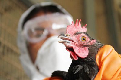 Scotland's chief vet warns bird flu cases could rise in coming weeks