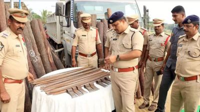 Andhra Pradesh: Tirupati police seize red sanders logs worth approximately Rs 2 crore