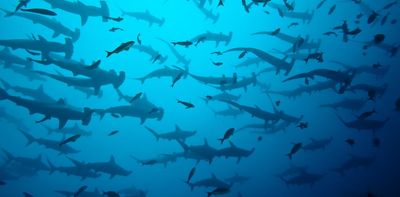 Beware of 'Shark Week': Scientists watched 202 episodes and found them filled with junk science, misinformation and white male 'experts' named Mike