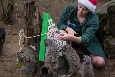 Lions, meerkats and monkeys open advent calendars at ZSL London Zoo for Christmas