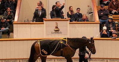 Inside incredible £55million horse sale where the wealthiest splash their cash