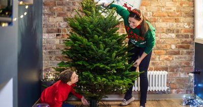 Irish households warned to check Christmas trees for clumps that could be harbouring bugs