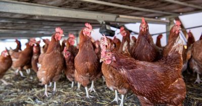 Second batch of 'cannibal chickens' to be culled as disease spreads to another farm