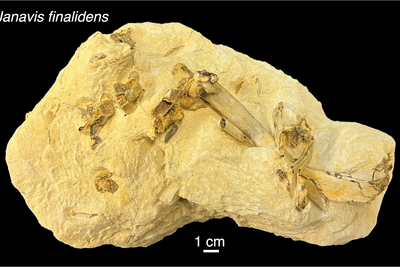 Fossil ‘overturns more than a century of knowledge about origin of modern birds’