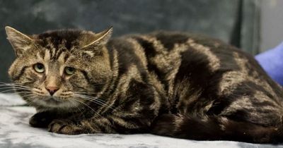 'Very sad and depressed' cat who can't eat by himself finally gets adopted