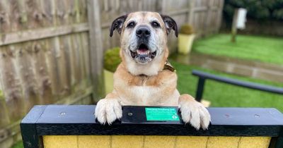 Edinburgh Dogs Trust: Pooch looking for forever home after waiting in shelter for two years