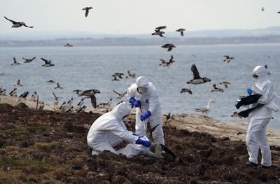 It's official: This year's bird flu outbreak is now the worst in U.S. history