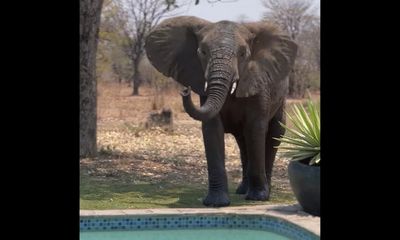 ‘Cheeky’ Jack Russell Terrier to elephant: Back off big boy (video)