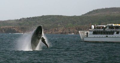 Marine parks and shipping routes don't mix for whales and wildlife